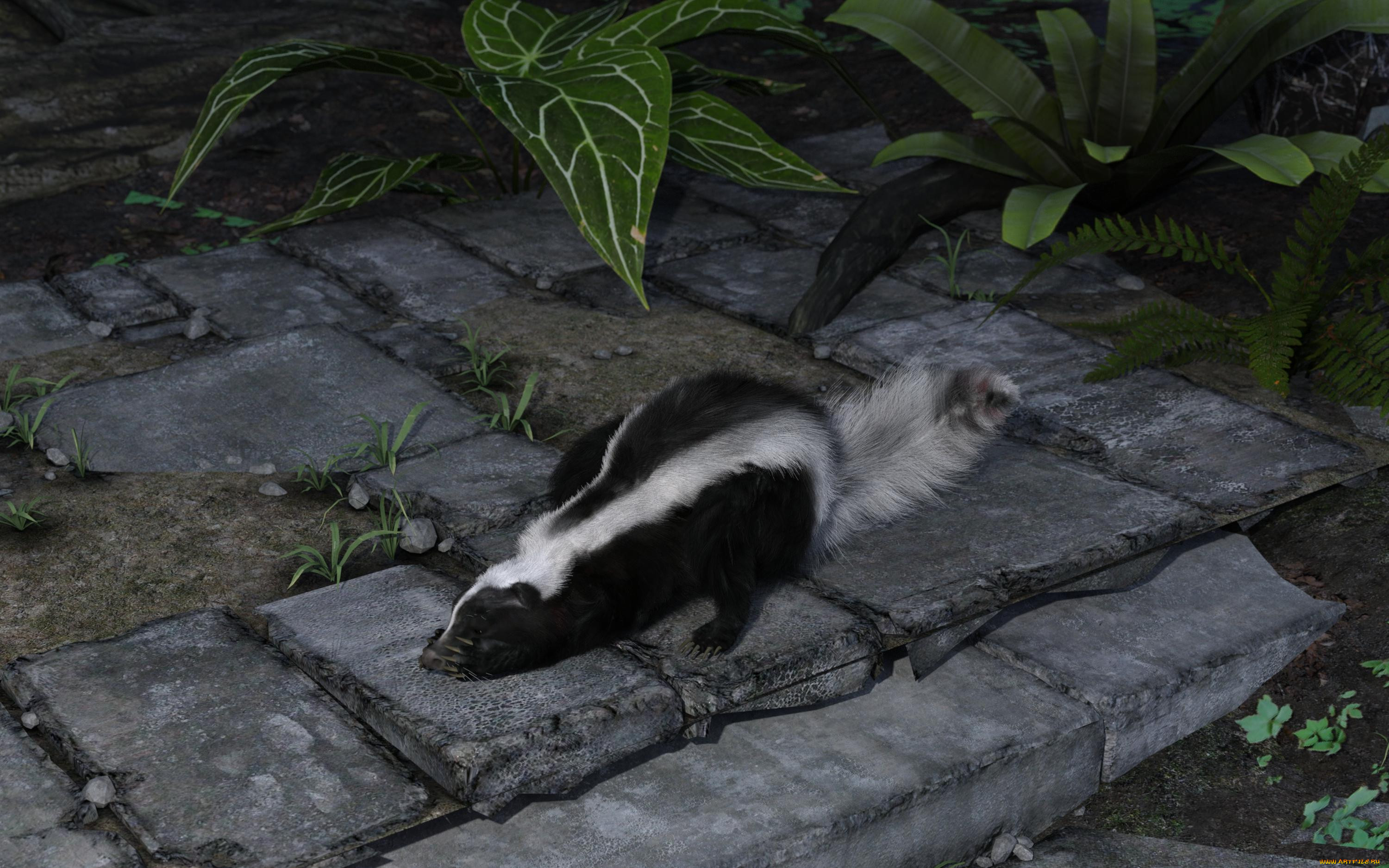 3 ,  , animals, 